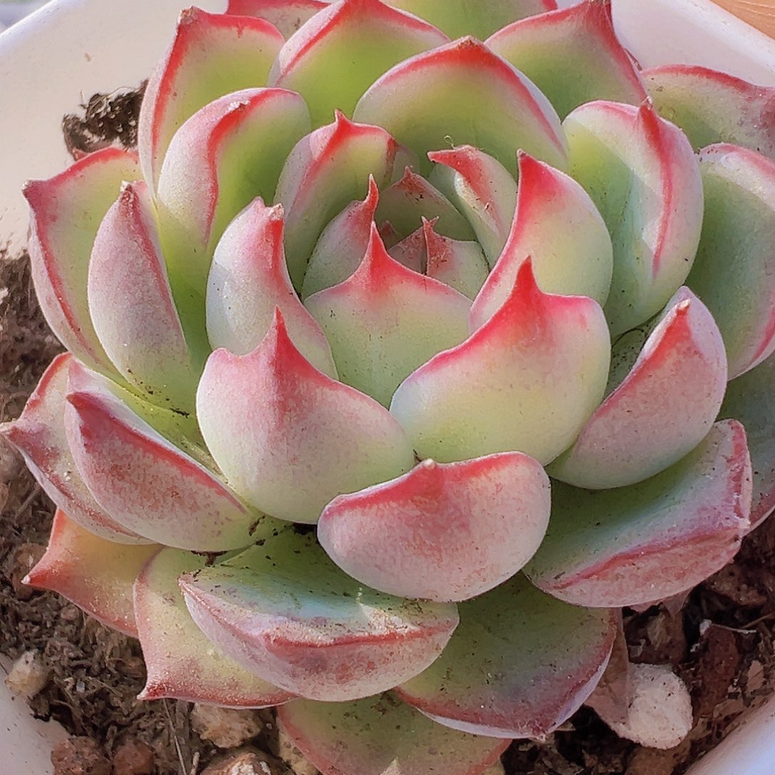 勾魂仙子19包邮多肉