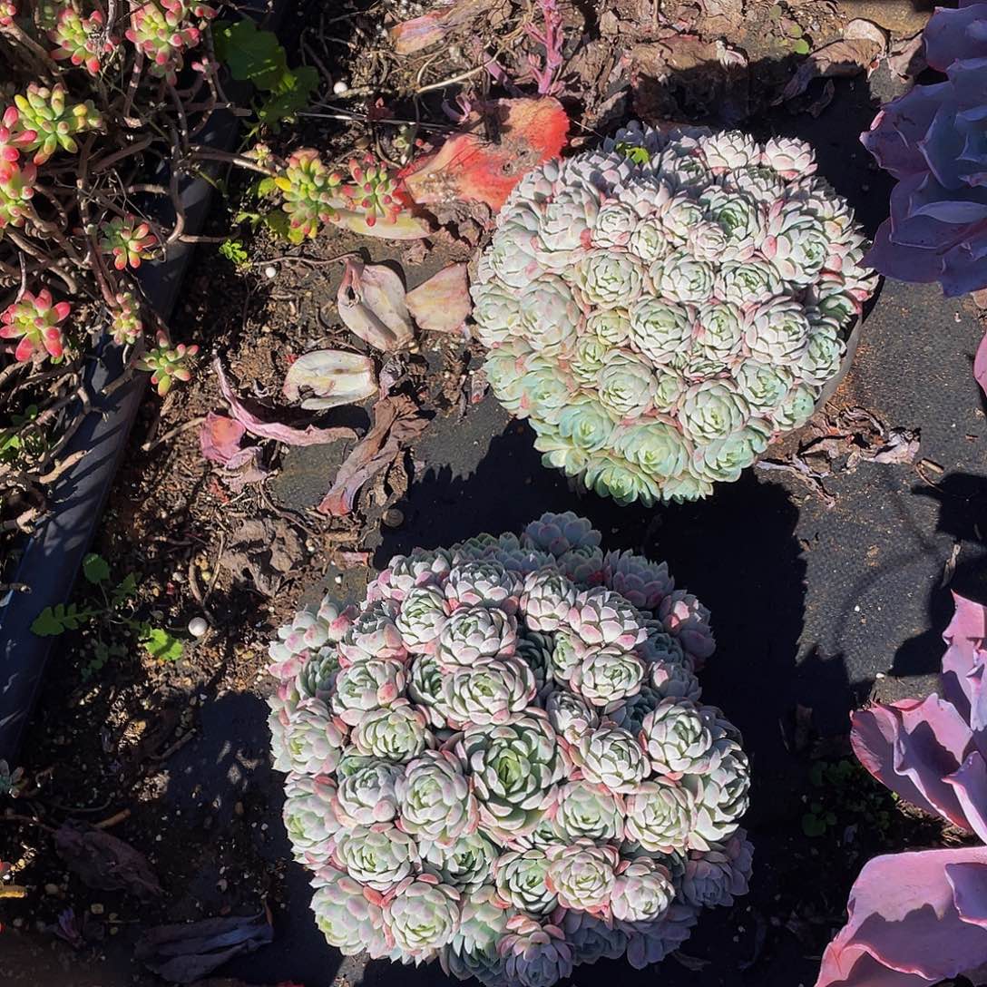 冰组合梅2颗29.5多肉群生