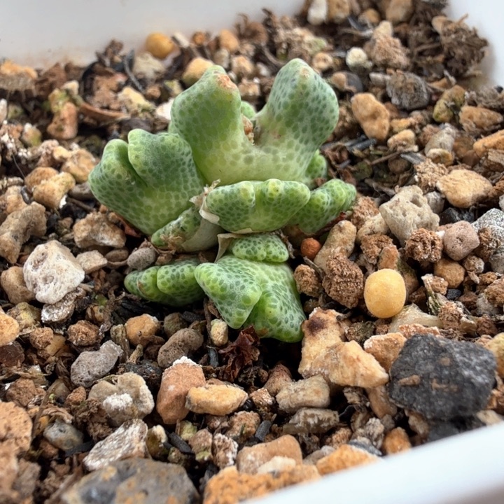鹿角斑马13头群 带盆发