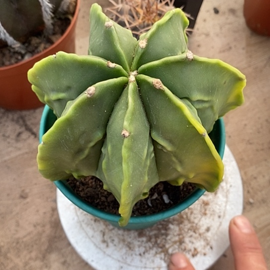 格***朵一个大鸾凤玉仙人球