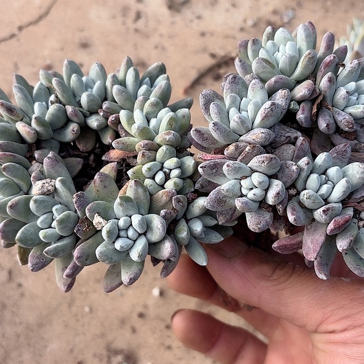 仙女杯多肉植物提取