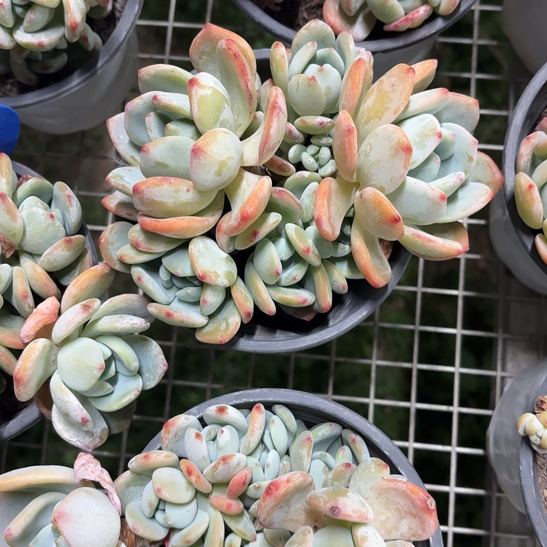 冷香群生15㎝左右冠幅