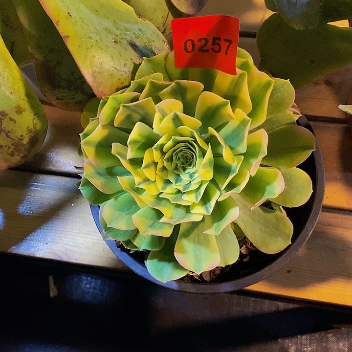 焕*0257多肉植物中奖新泥亚