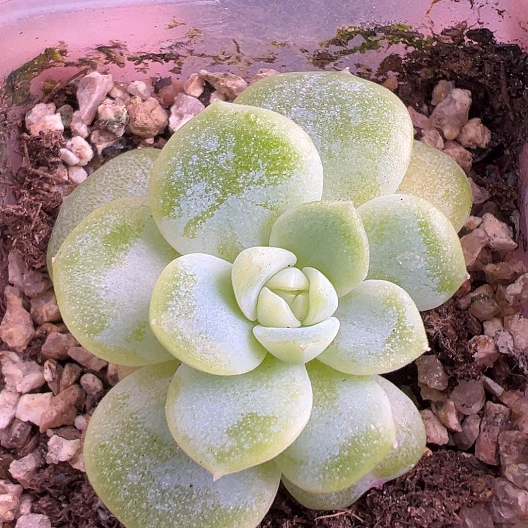 特价清梦 不售后福利