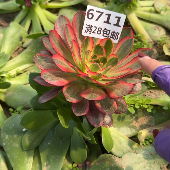 6711三号棚纳福嫁接R
