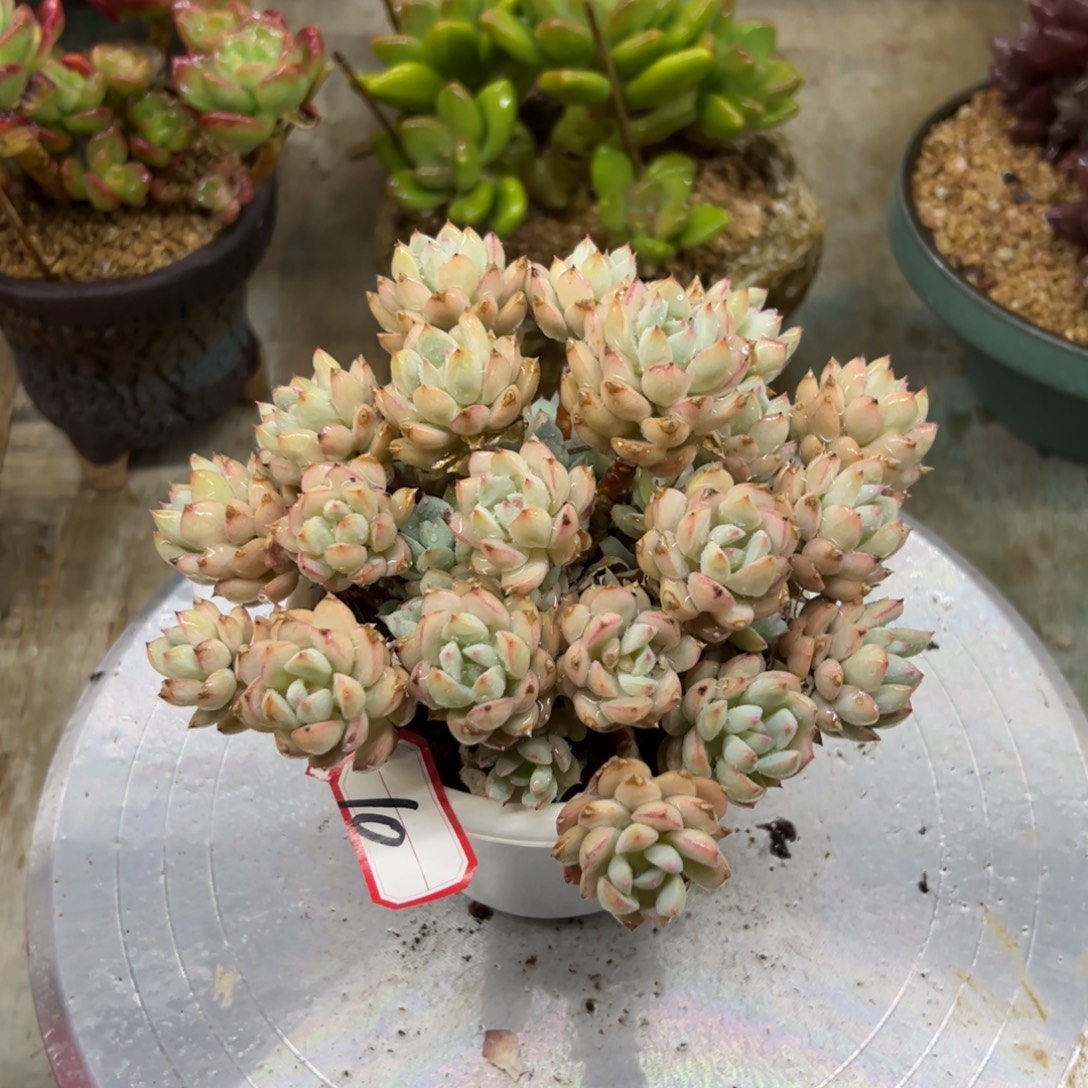 10多肉18 零零多肉植物