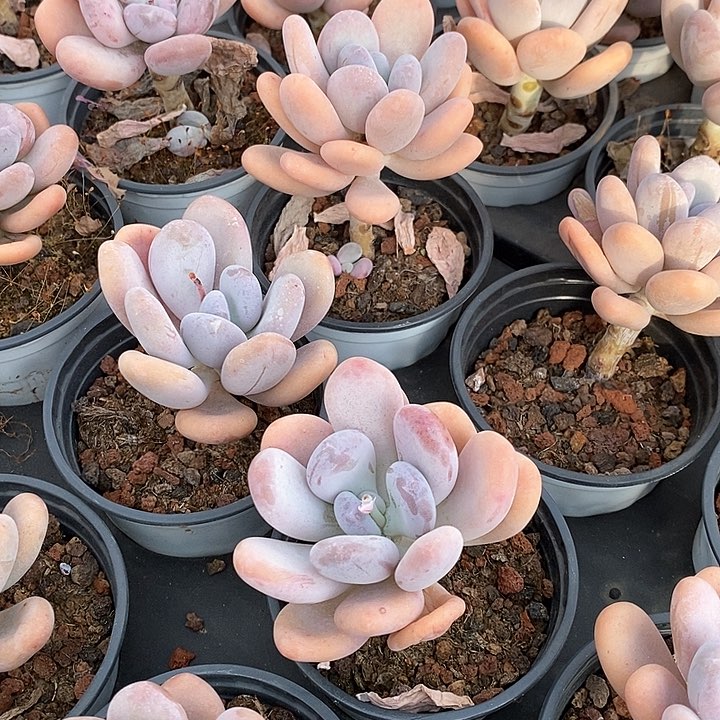 29桃美人单头 福利多多