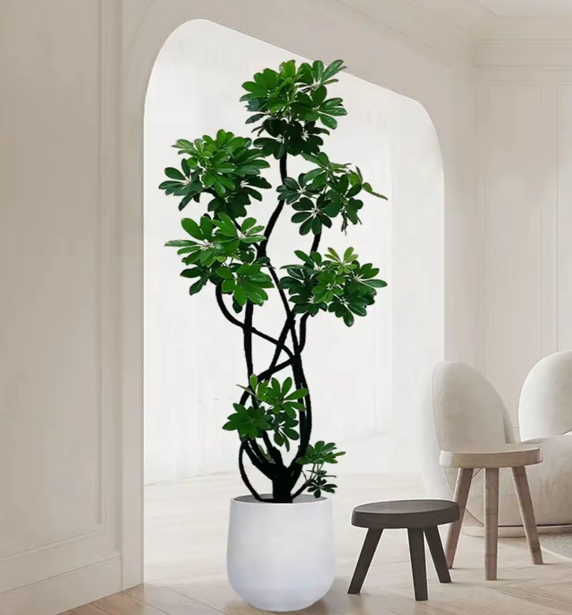 【小杨花场】一物一拍造型鸭脚木室内绿植鸭掌木净化空气四季常青