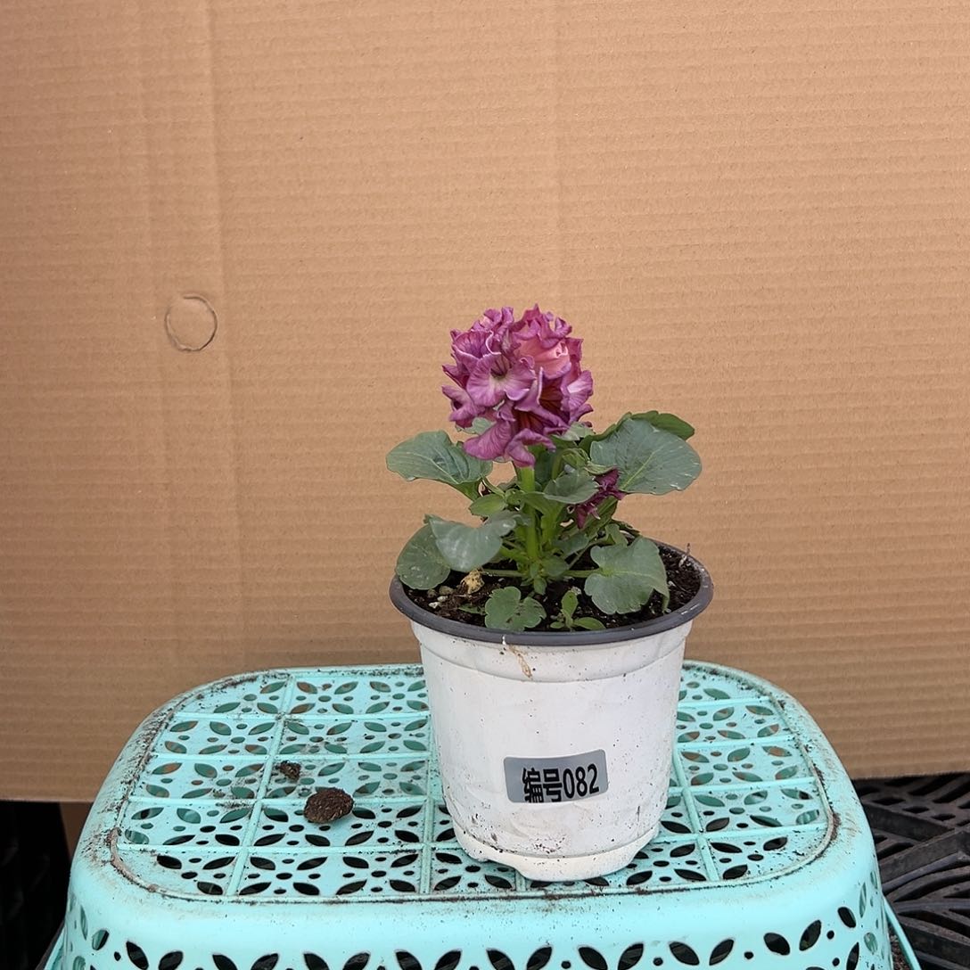 【闪购商品】完全开放082号