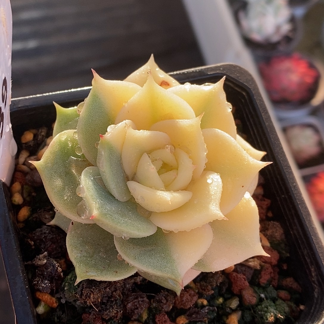 339贝加尔湖哈哈哈哈