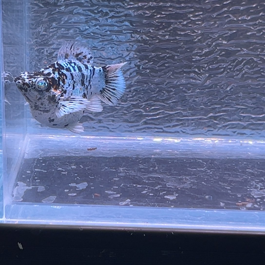 孔雀鱼玛丽鱼一条