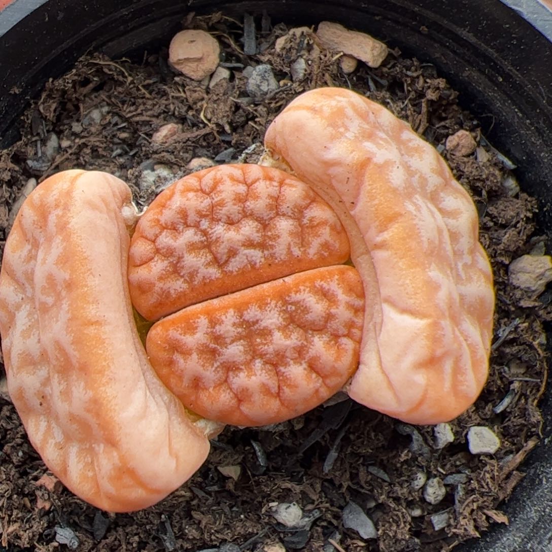 0650号拿铁 多肉植物