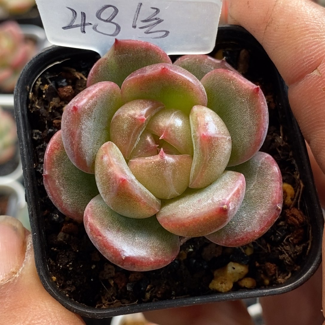 天官赐福百无禁忌