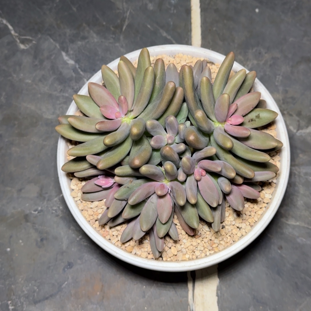 糖果美人 群生 一物一拍