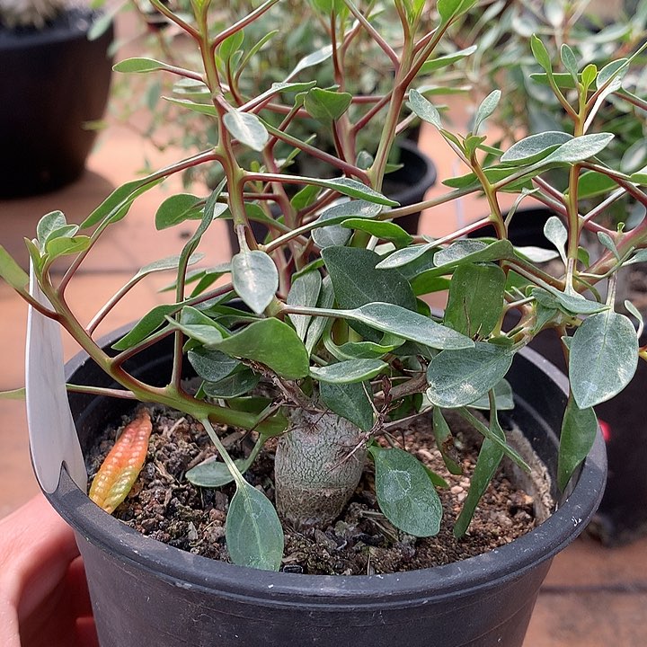 137观峰玉哈哈哈哈哈哈哈