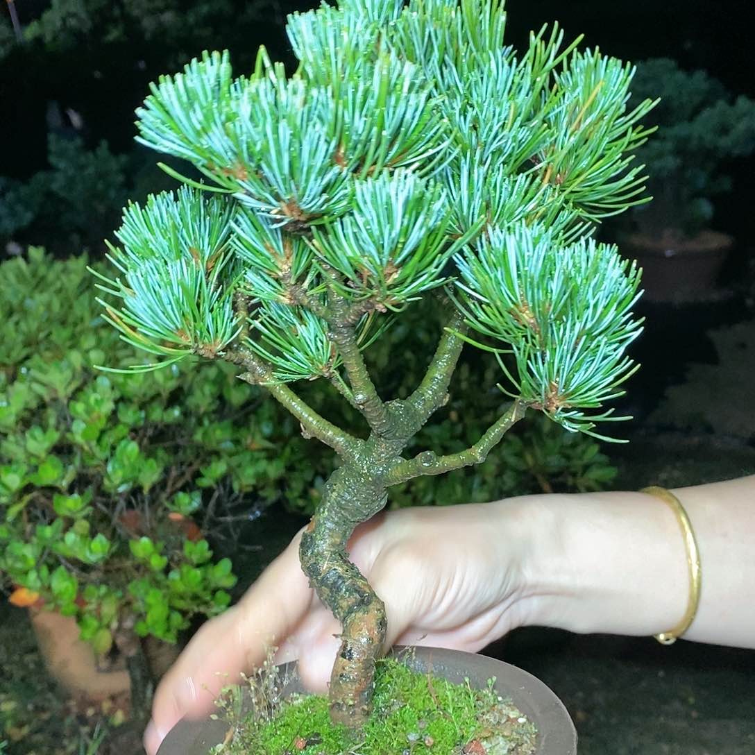 【闪购商品】无花朵飞*