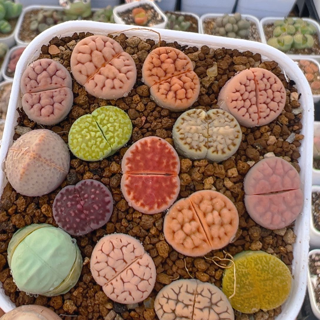 65多肉植物百科知识