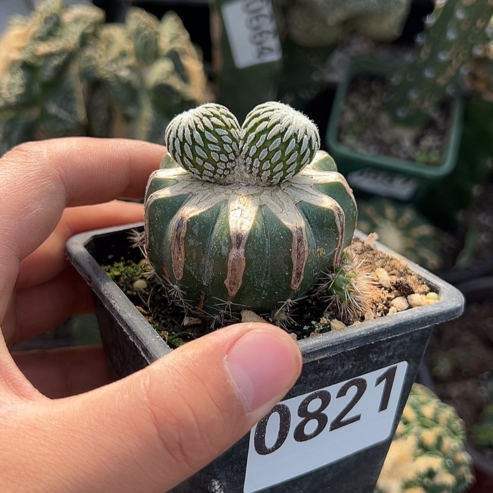 双头苗接精巧丸子仙人球821