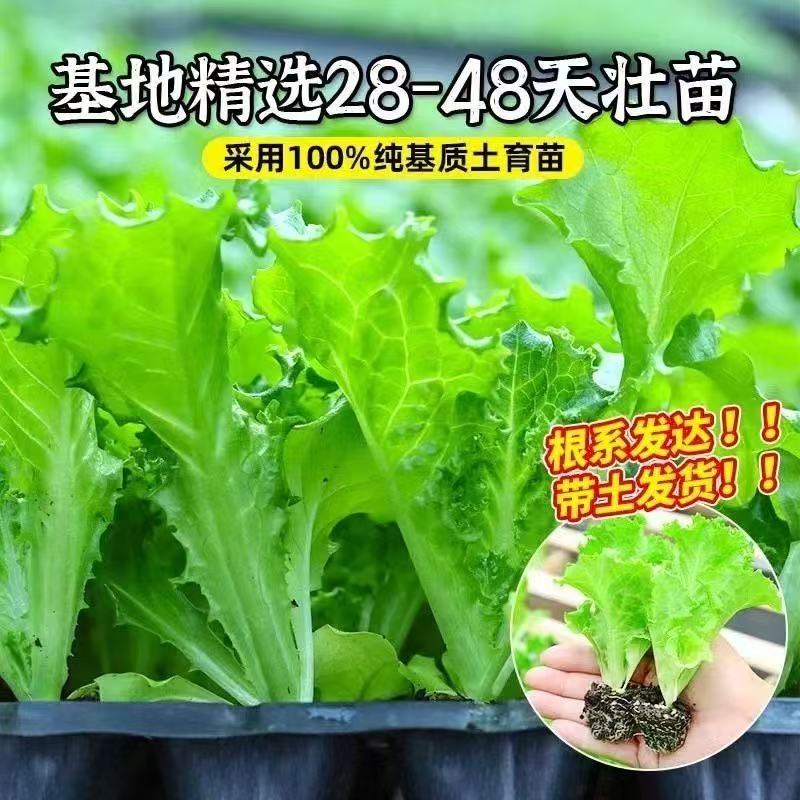 【根系发达】生菜秧苗带土意大利生菜阳台盆栽耐寒奶油生菜紫生菜苗