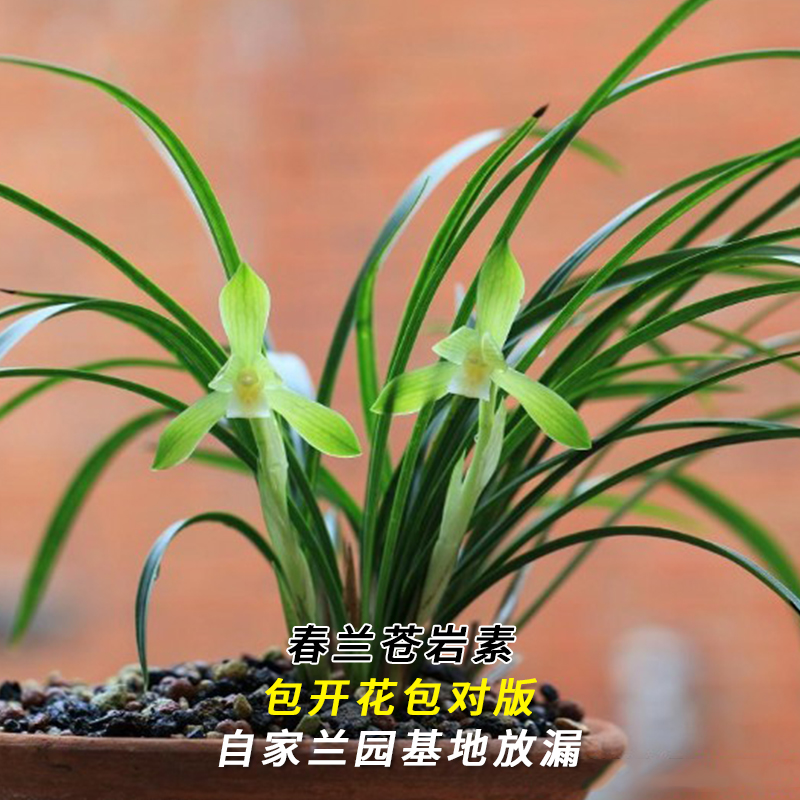春兰名品【苍岩素】终身包对版 假一赔十放心购买 当年开花