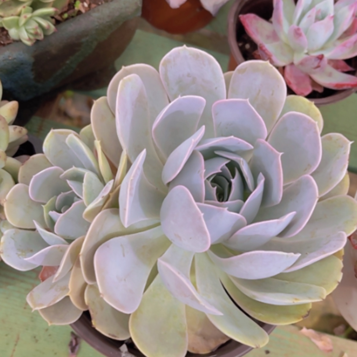 【闪购商品】圣卡28232