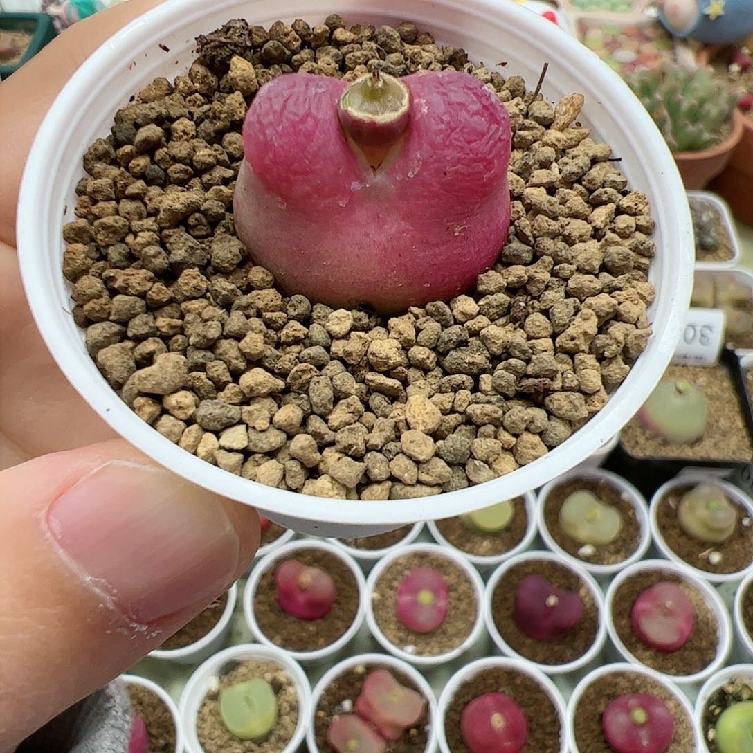 【闪购商品】85 带盆