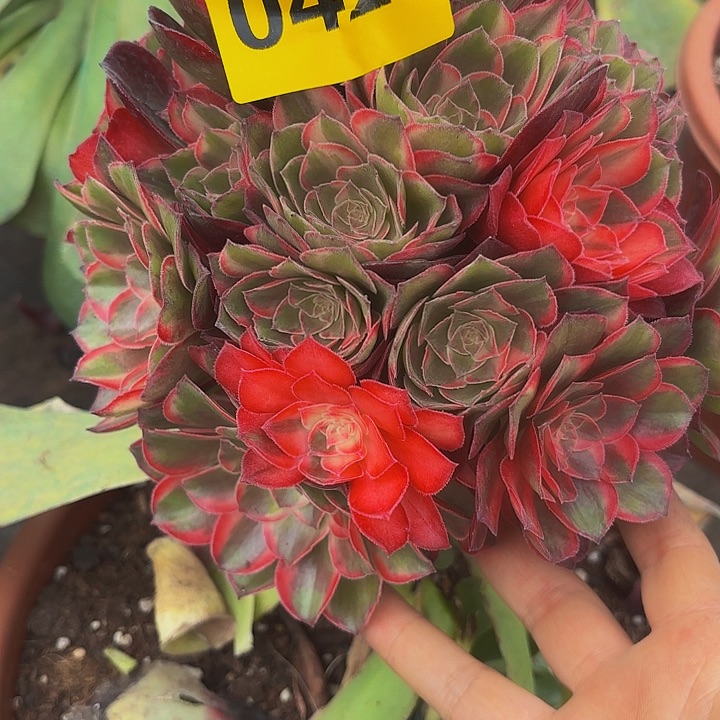 多肉植物黑膜锦428