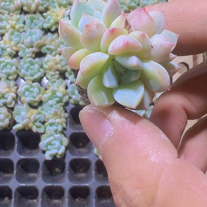 厚梦精品多肉植物大战