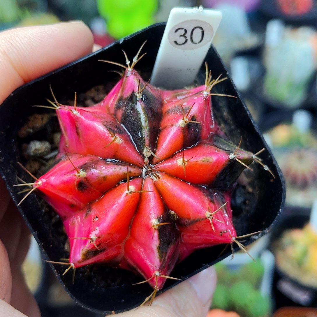 非偏远地区满25包邮仙人球