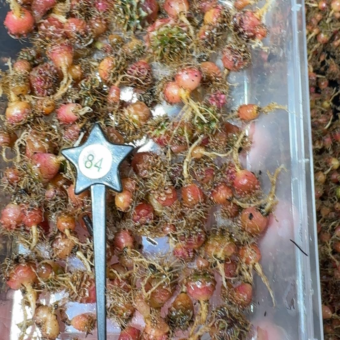 ****情米哈实生自然锦练手球84