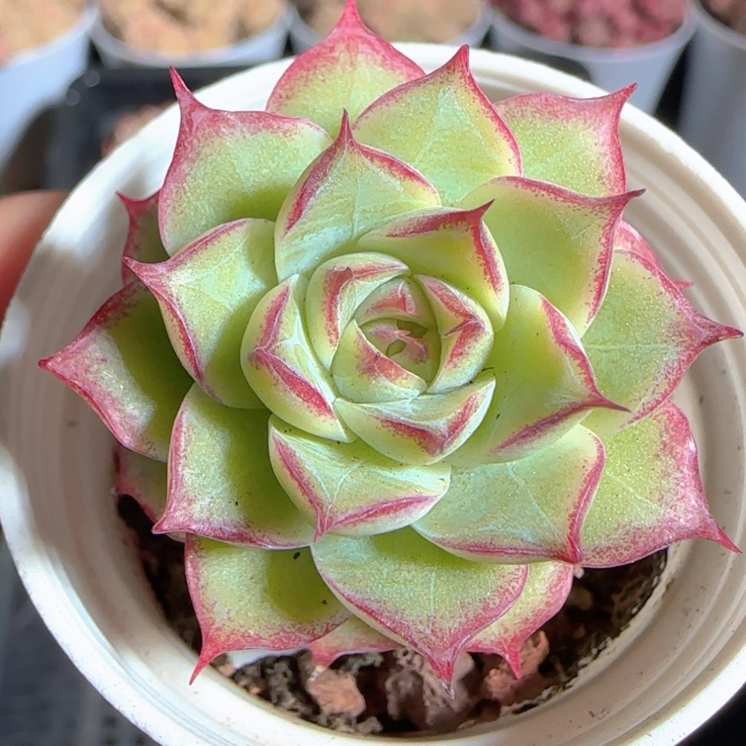 多肉1225-67女王玫瑰