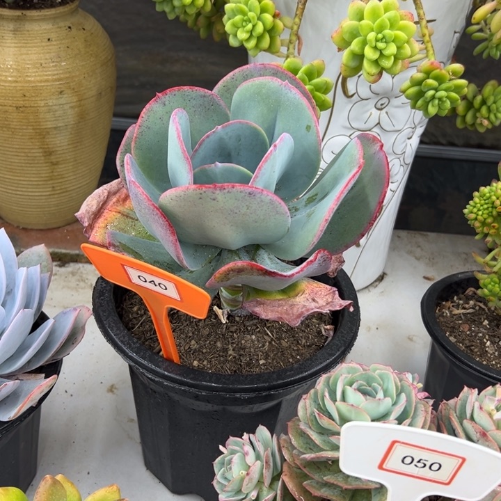 徐****?锐跌多肉植物040