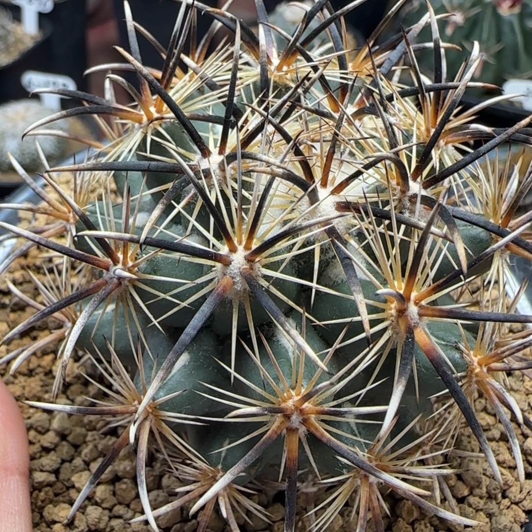 A73自根凤舞多肉