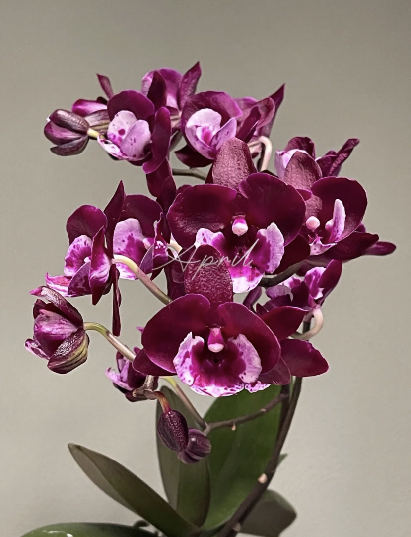 《妖精》蝴蝶兰1.7小苗不带花剑根系好叶片油绿