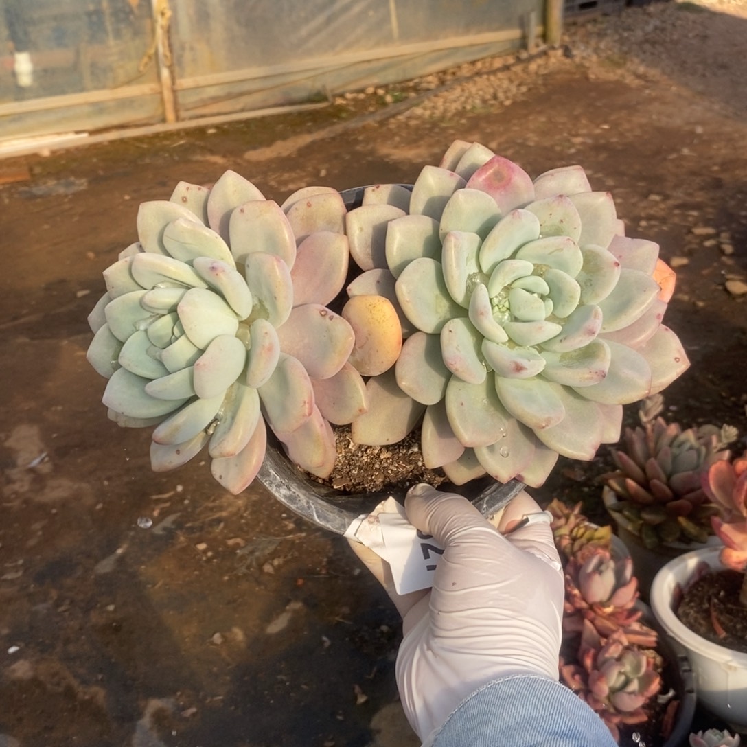 4327奥普琳娜一物一拍