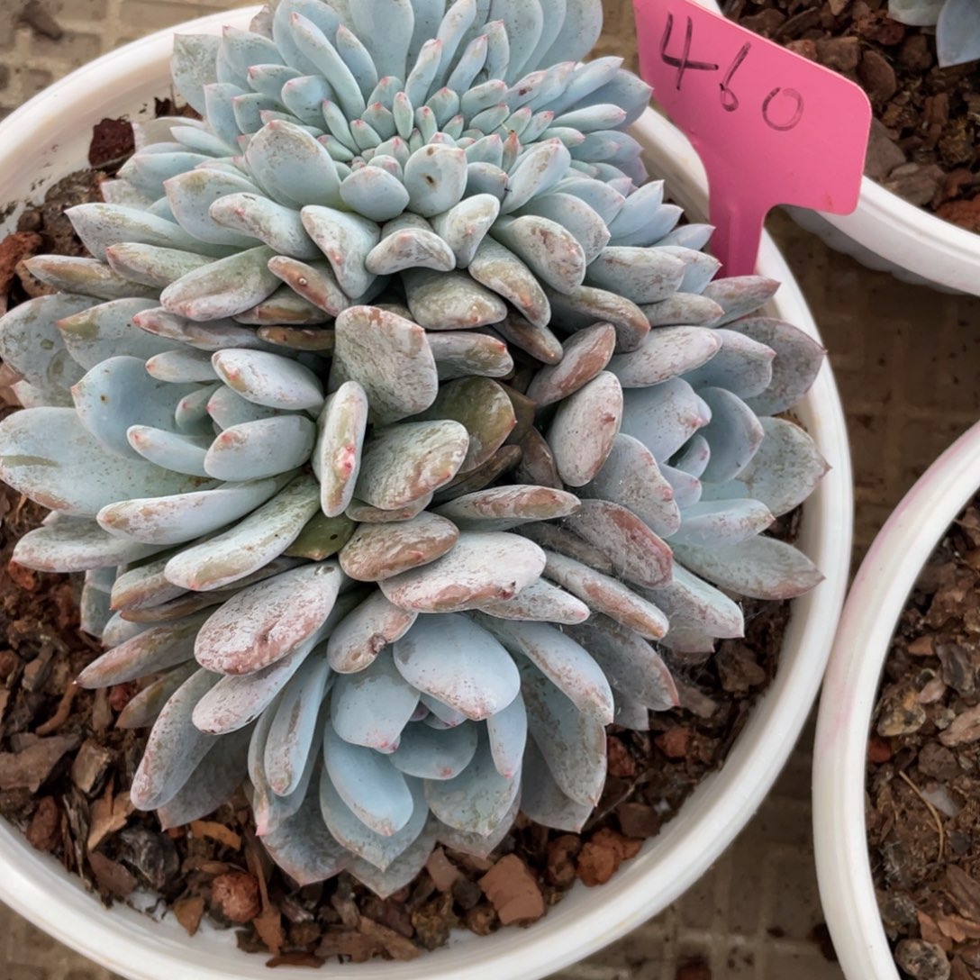 六****460号星影缀化多头