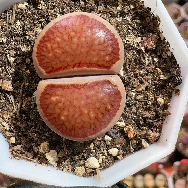 生石花12585。 58