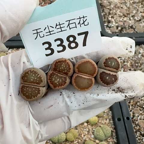 冬*眠3387，菊红窗菊花纹脱土发货