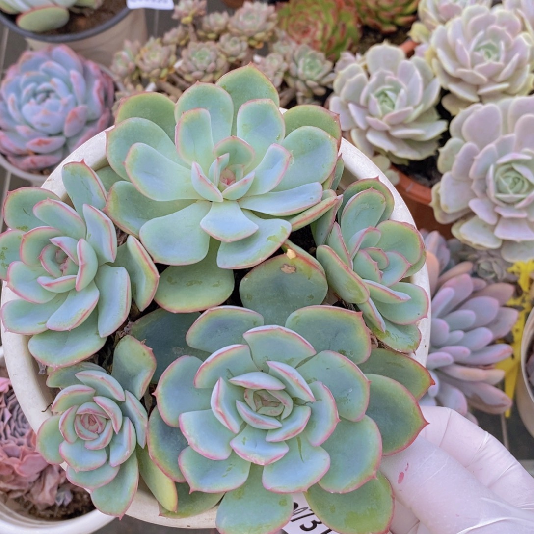 9731晨露多头一物一拍