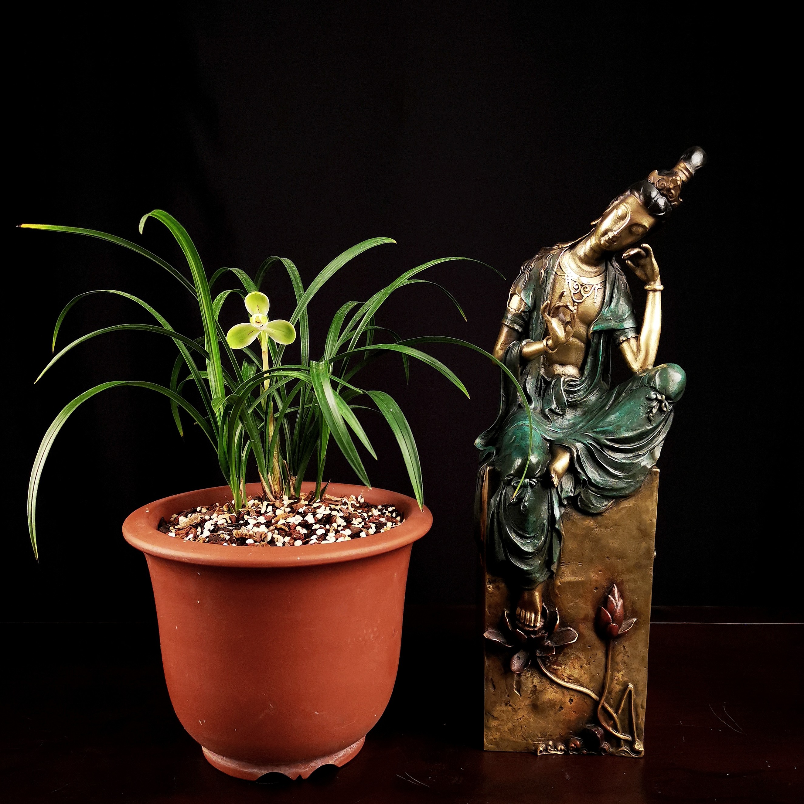 承德兰花春兰宋梅4苗带花苞