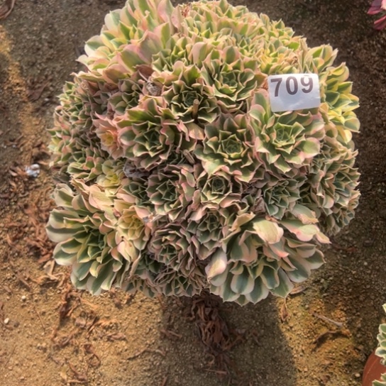 709白凤多肉植物花花