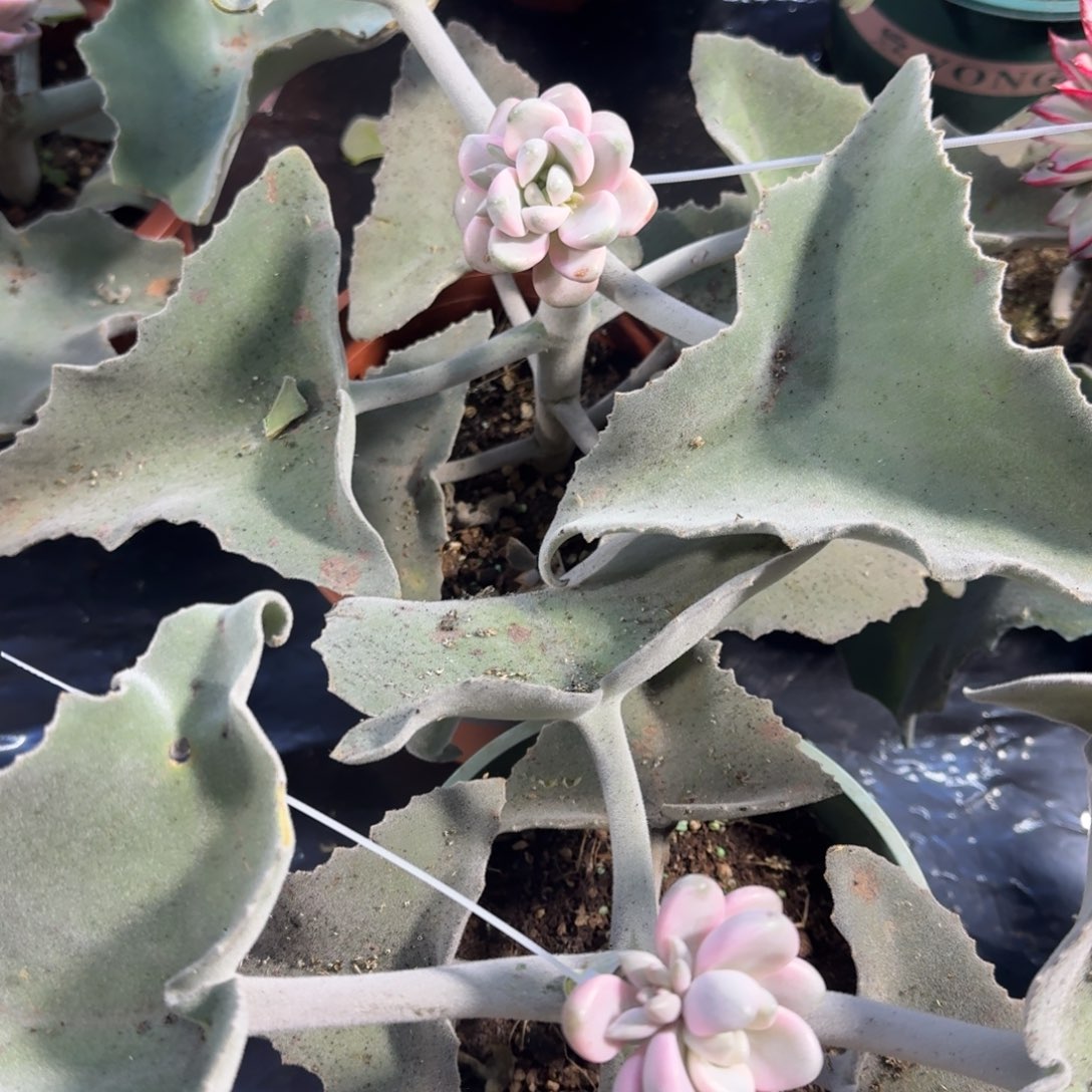 一颗的价格花斑鹿锦腹轮锦