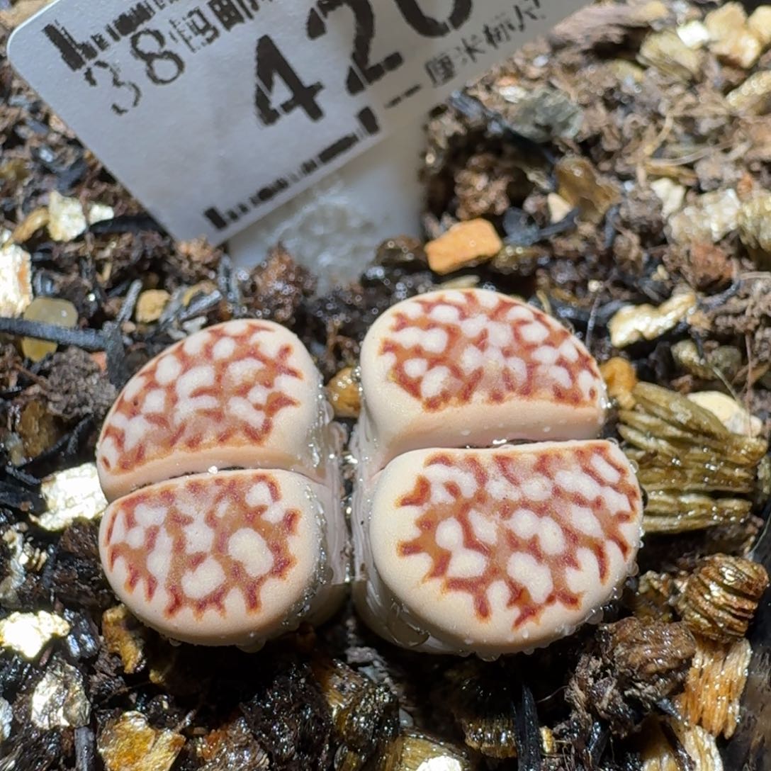 Sss清仓便宜出了420