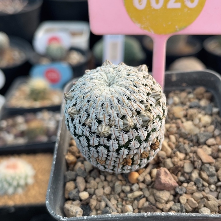 实生白斜子0026000000