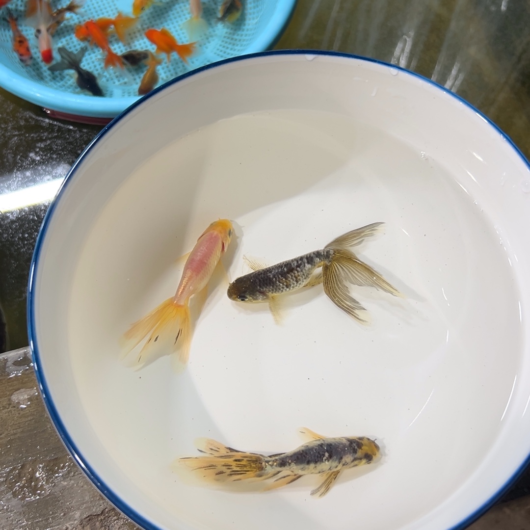 ***金鱼丹凤3条一组。