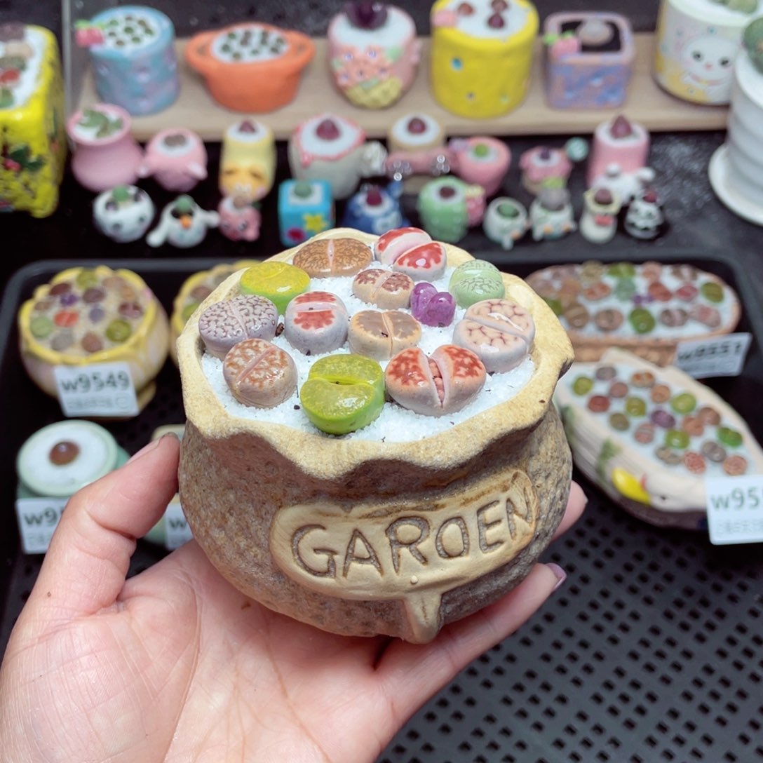 w9557 带盆土发货-零下地区拍保温箱