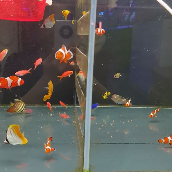 石美人一条海水鱼