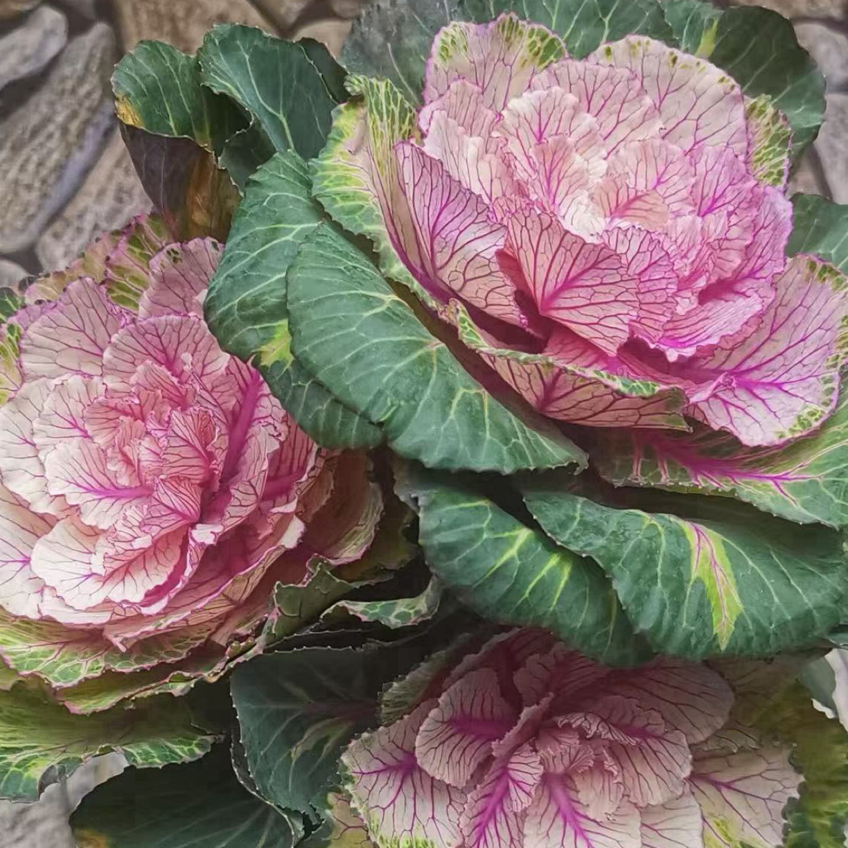 新品炫彩系列玫瑰褶裙牡丹直播间一物一拍