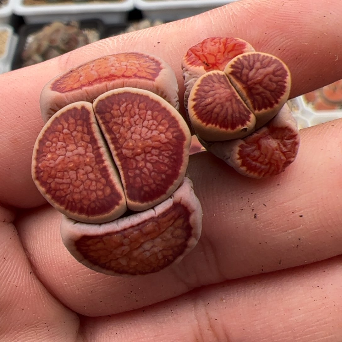 02¥8号菊2颗 多肉植物