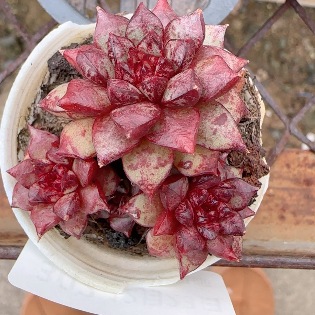 花语多肉1223-302朱雀